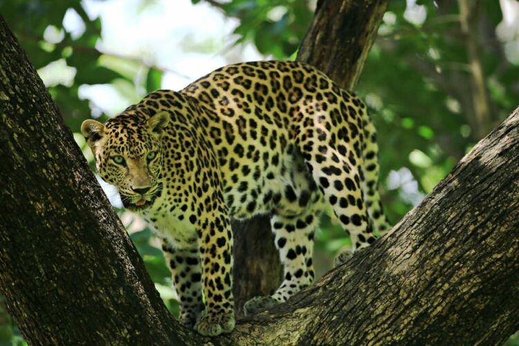 leopards in huai kha khaeng wildlife senctuary
