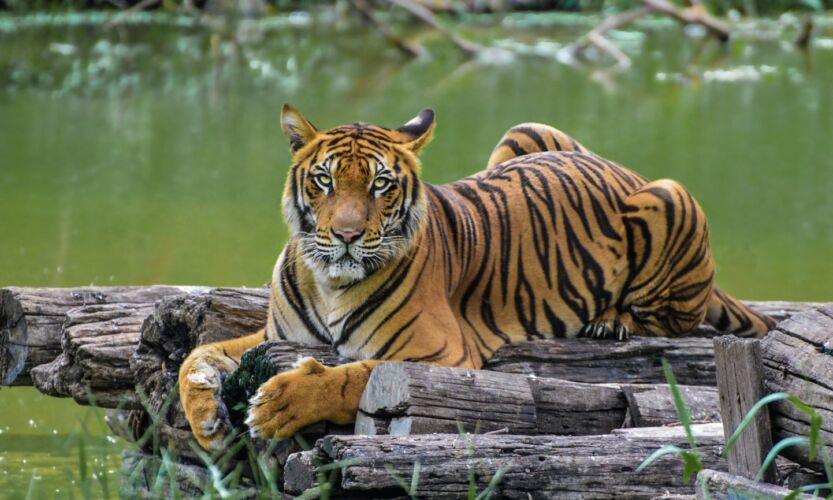 Tiger In Thailand